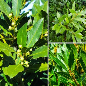 1 Live Plant Bay Laurel or Sweet Bay | Laurus nobilis | Bay Leaf Tree | Bay Leaf Plants | Live Plant