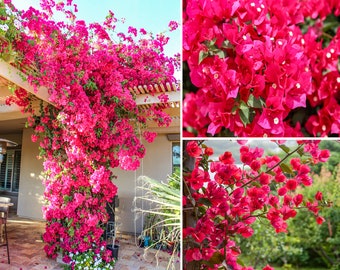 Barbara Karst Bougainvillea Plant | Live Plant 5 Inch Tall