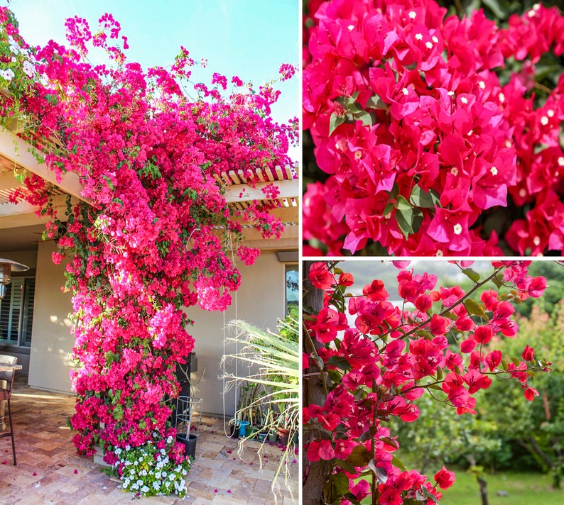 Barbara Karst Bougainvillea Plant Live Plant 5 Inch Tall image 1