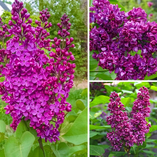 Lilac Monge Syringa vulgaris Plant, Flowers Very Fragrant, Starter Plant 5 -8 Inch Tall