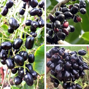 1  Black Java Plum (syzygium cumini) fruit tree,  3 “-6” tall Live Starter Plant, Evenlitant Garden