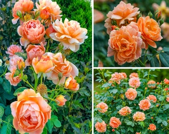 Rosa At Last, Floribunda Rose Plant - Flower Fragrant - Live Plant