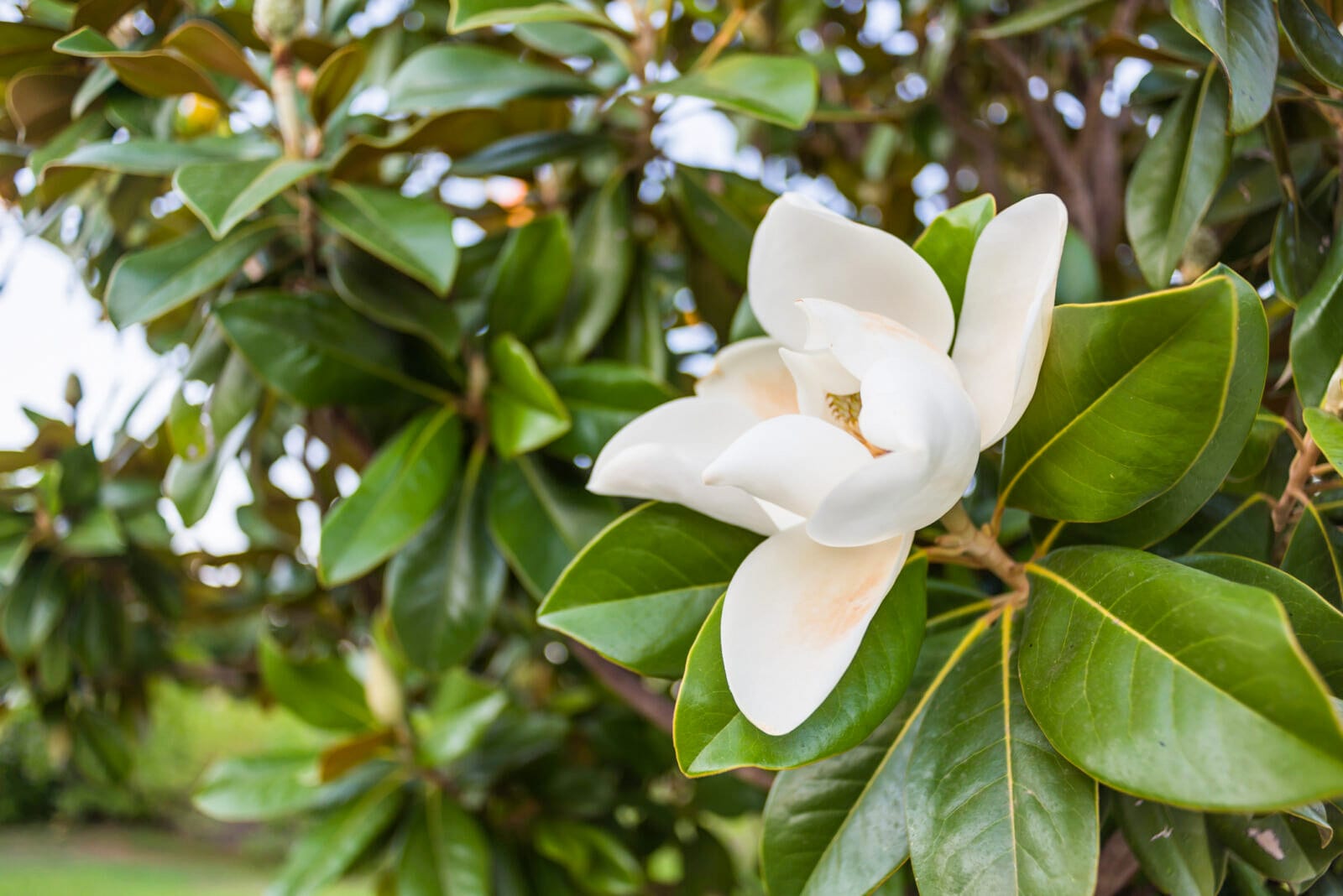 Magnolia Grandiflora Plant Southern Magnolia Tree Live Etsy
