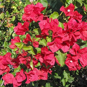 San Diego Red Bougainvillea Bougainvillea Plant Live Plant 5 Inch Tall image 2