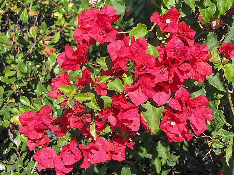 San Diego Red Bougainvillea Bougainvillea Plant Live Plant 5 Inch Tall image 2