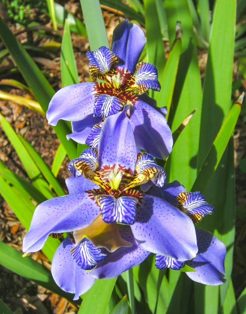 2 Giant Iris, Walking Iris 'regina' Plant Blue Giant Apostles 2 Plants