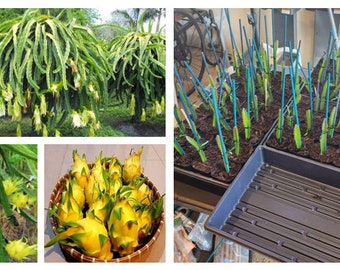 Yellow dragon fruit live plant, 1 Live Plant in 3 inches pot