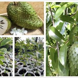 1 PLANT Tropical Tree 8'' tall, Annona Muricata Graviola Soursop Guanabana Potted Starter