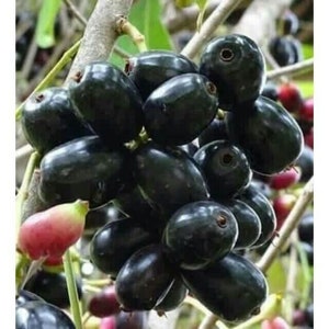 1 PLANT, Black Java Plum (syzygium cumini) fruit tree 3 “-6”Live Plant, Evenlitant Garden