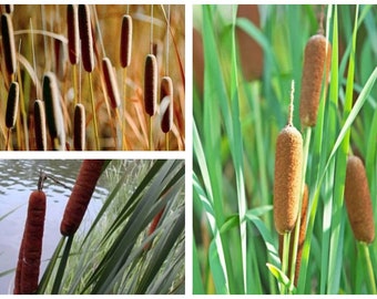 Water & Pond Plant, Bareroot Broadleaf, 2 Cattail, Live Plants, Typha latifolia