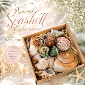 Natural Seashell Collection for Coastal Home Decor, Assorted Real Beach Shells, Nautical Bathroom Decor, Ocean Shell Bowl Filler