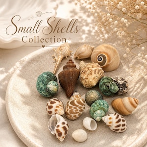 May include: A collection of small seashells in various shapes, sizes, and colors, including green, brown, tan, and white, arranged on a textured beige plate. The text "Small Shells Collection" is visible in the upper left corner of the image.