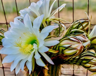 Organ Pipe Cactus 16”x20” Glossy Poster