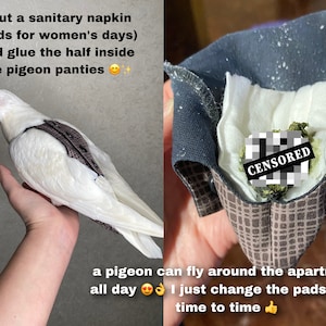 May include: A white pigeon wearing a brown and gray diaper-like garment. The text "I cut a sanitary napkin (pads for women's days) and glue the half inside the pigeon panties" is visible in the image. The second image shows a close-up of the diaper-like garment with a white pad inside. The text "CENSORED" is visible in the image. The text "a pigeon can fly around the apartment all day I just change the pads from time to time" is visible in the image.