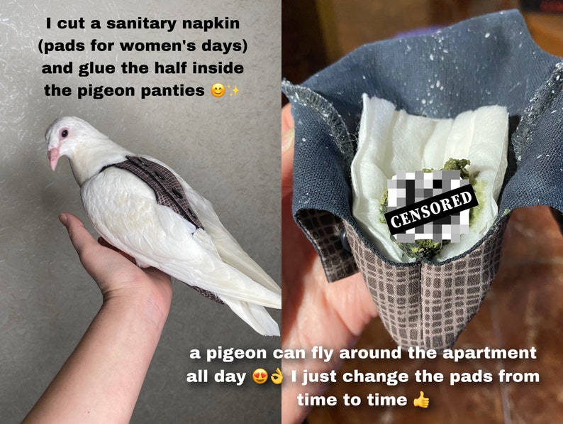 May include: A white pigeon wearing a brown and gray diaper-like garment. The text "I cut a sanitary napkin (pads for women's days) and glue the half inside the pigeon panties" is visible in the image. The second image shows a close-up of the diaper-like garment with a white pad inside. The text "CENSORED" is visible in the image. The text "a pigeon can fly around the apartment all day I just change the pads from time to time" is visible in the image.