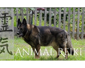 Animal Reiki, Distance Pet Healing Session, 1 Hr