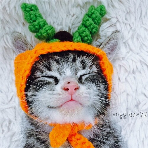 Flower Cat Hat Crochet Hat for Cat or Kitten Cat Gift Etsy