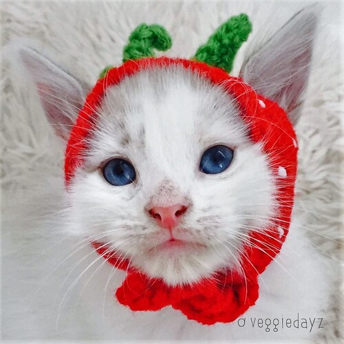 Flower Cat Hat Crochet Hat for Cat or Kitten Cat Gift Etsy