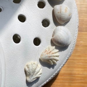 May include: White clog shoe with five different seashells attached to the shoe. The shells are various shapes and sizes.