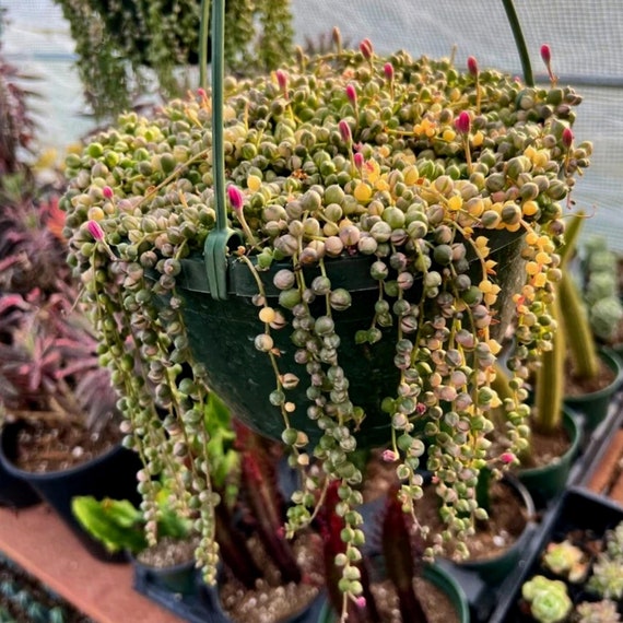 8” Variegated String of Pearls Hanging Basket / Variegata Succulent