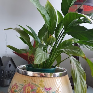 May include: A white ceramic planter with a silver rim and floral pattern. The planter is filled with a green peace lily plant.