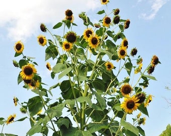 Sunflower Giganteus #62