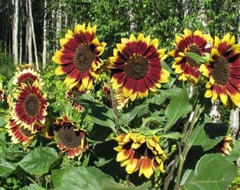 Sunflower Giganteus #62