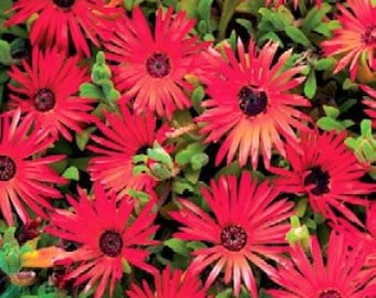 USA SELLER Ice Plant Daisy Livingstone Red 50 seeds HEIRLOOM Cleretum bellidiforme