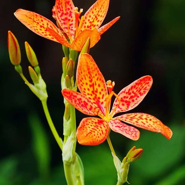 USA SELLER Blackberry Lily 25 seeds Belamcanda chinensis