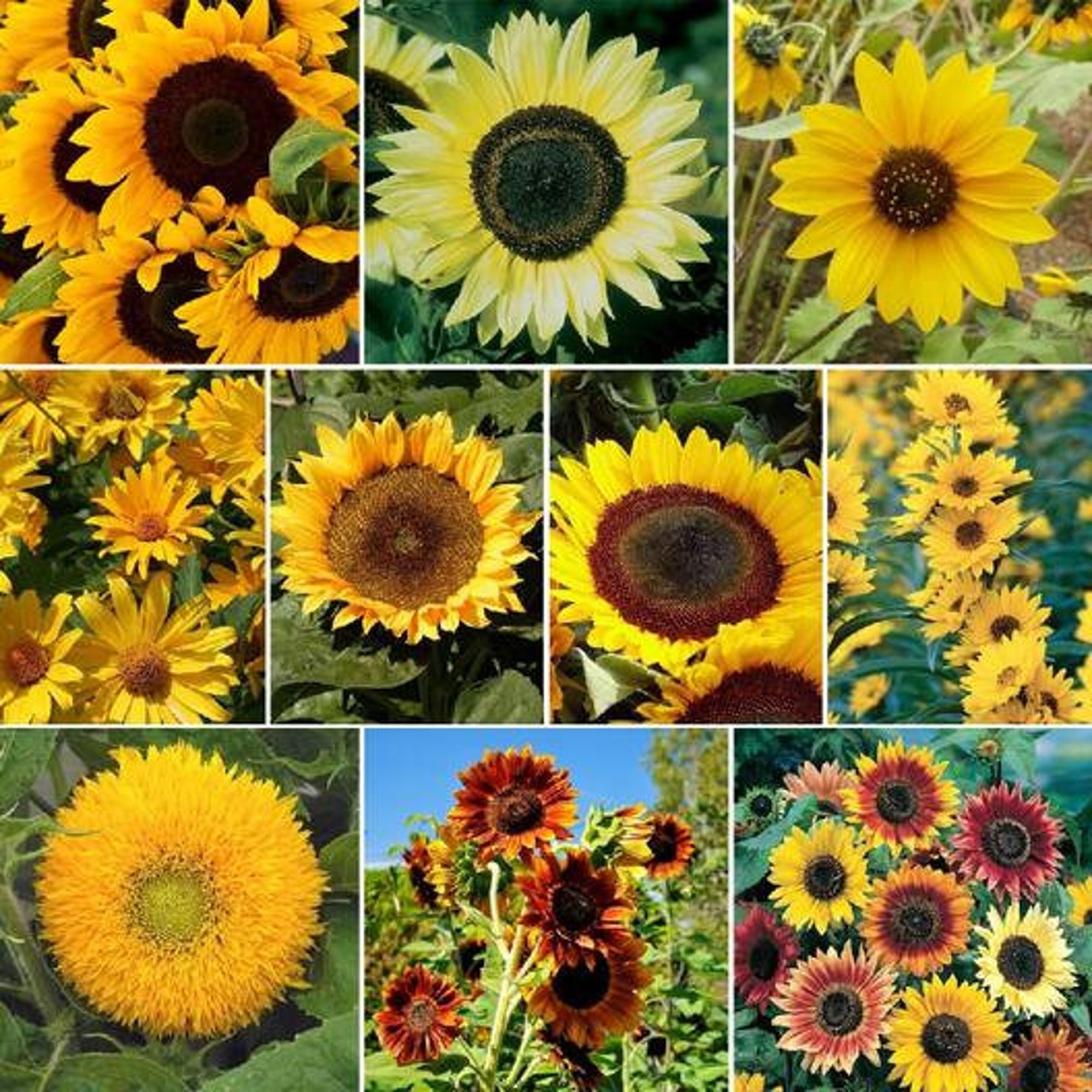 USA SELLER Here Comes the Sun Sunflower Mix Seeds 25 Seeds HEIRLOOM