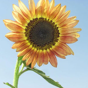 USA SELLER Santa Fe Sunset Sunflower 25 seeds Helianthus