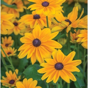 May include: A close-up of a cluster of bright yellow black-eyed Susan flowers with dark brown centers. The flowers are in full bloom and have a delicate, ruffled appearance. The background is a blur of green foliage.