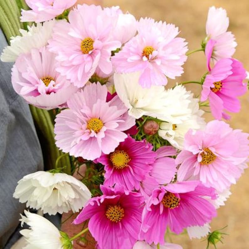 USA SELLER Cups and Saucers Cosmos 10 Seeds Cosmos Bipinnatus Etsy