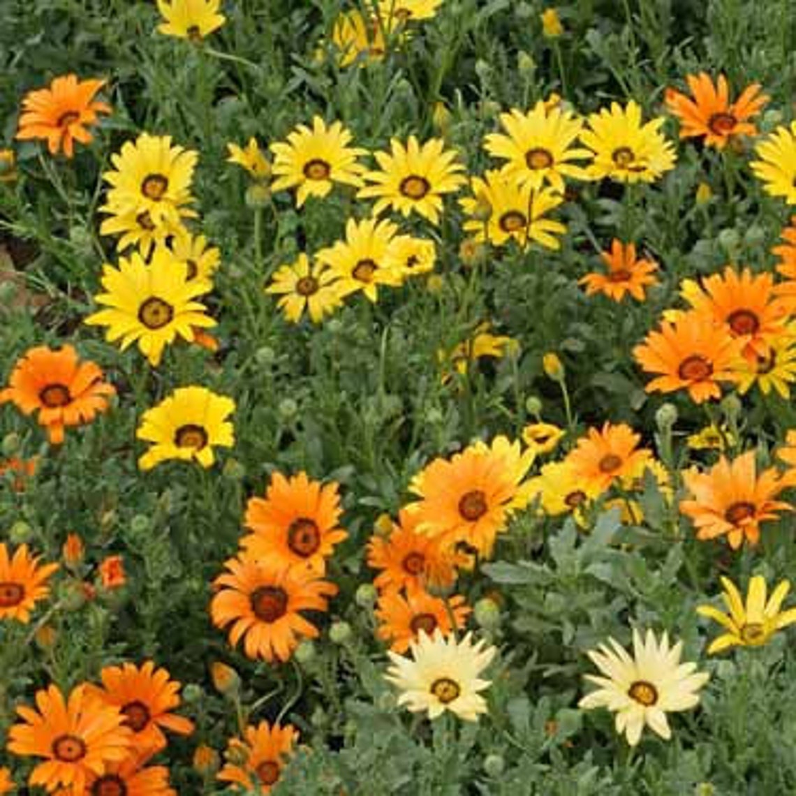 USA SELLER African Daisy Mix 100 seeds HEIRLOOM Etsy