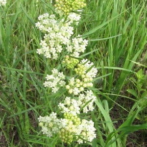 USA SELLER Whorled Milkweed 25 seeds HEIRLOOM