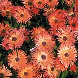 USA SELLER Ice Plant Daisy Livingstone Orange 50 seeds HEIRLOOM  Cleretum bellidiforme