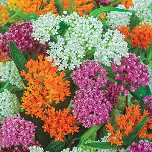 USA SELLER Milkweed Mix 25 seeds HEIRLOOM Asclepias Tuberosa