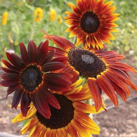 USA SELLER Infrared Mix Sunflower 10 Seeds helianthus - Etsy
