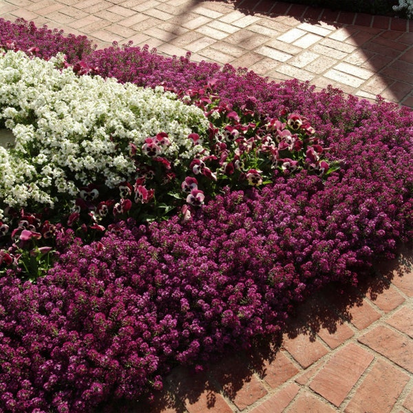 USA SELLER Sweet Alyssum Maritima Wonderland Deep Purple 50 seeds Lobularia Maritima