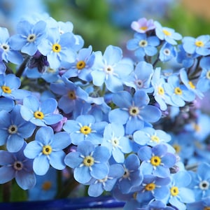 USA SELLER Forget-Me-Not Myosotis Sylvatica 75 seeds HEIRLOOM