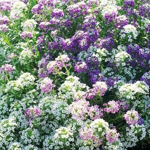 USA SELLER Sweet Alyssum Magic Circle Mix 50 seeds Lobularia Maritima