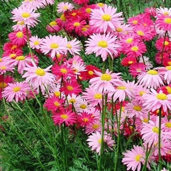 USA SELLER Robinson’s Giant Mix Chrysanthemum 25 seeds HEIRLOOM Chrysanthemum morifolium