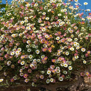 May include: A close-up of a stone wall covered in a mass of white and pink flowers. The flowers are in full bloom and create a beautiful, natural display.