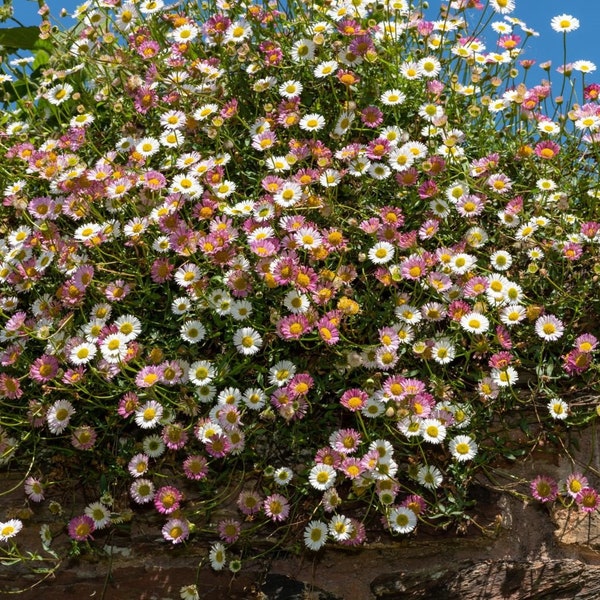 USA SELLER Erigeron Mix 25 seeds HEIRLOOM