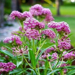 USA SELLER Purple Swamp Milkweed 25 seeds HEIRLOOM Asclepias Incarnata