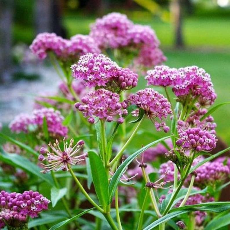USA SELLER Purple Swamp Milkweed 25 Seeds HEIRLOOM Etsy