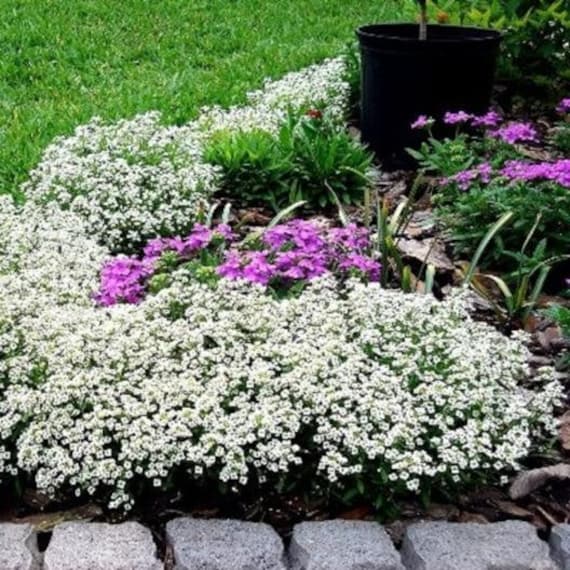 USA SELLER Sweet Alyssum Tiny Tim 150 Seeds Etsy