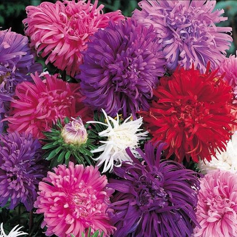 USA SELLER Ostrich Feather Mix Aster 25 seeds HEIRLOOM Etsy
