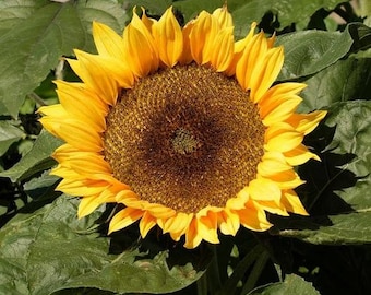 USA SELLER Dwarf Sunspot Sunflower 25 seeds Helianthus