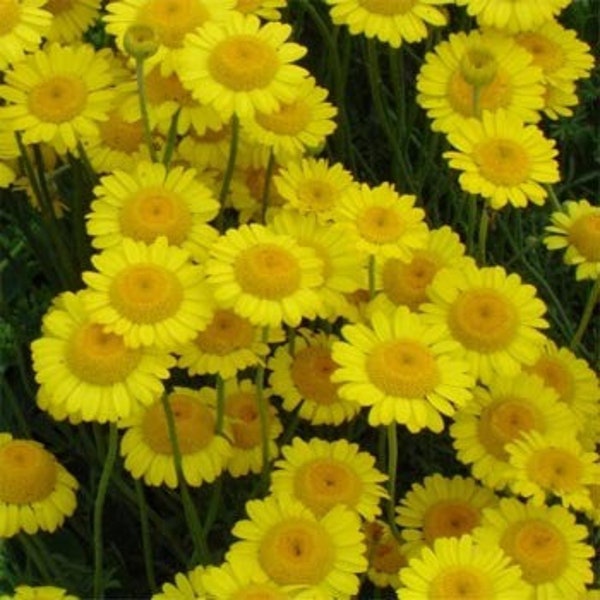 USA SELLER Marguerite Daisy Yellow/Gold 100 seeds HEIRLOOM Argyranthemum frutescens